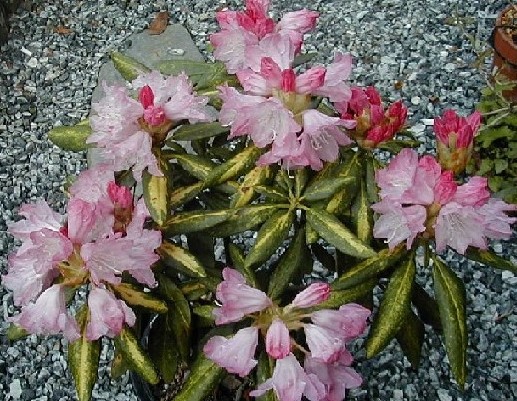 斑入り石楠花の花 日本産斑入りしゃくなげの花 随時撮影掲載して行きます